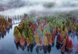 全国集体林森林蓄积量达93.32亿立方米