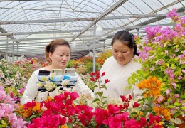 [上游新闻]江苏沭阳：看鲜花产业如何激活区域发展